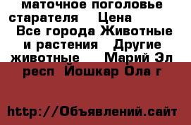 маточное поголовье старателя  › Цена ­ 2 300 - Все города Животные и растения » Другие животные   . Марий Эл респ.,Йошкар-Ола г.